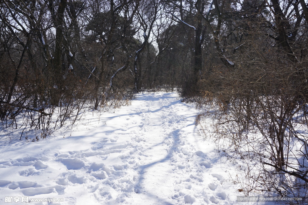 冬天 树林 雪地