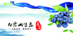 蓝莓