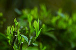 茶芽