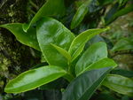 茶芽