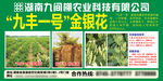 金银花墙体