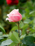 月季花