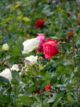 月季花