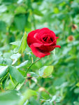 月季花