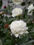 月季花