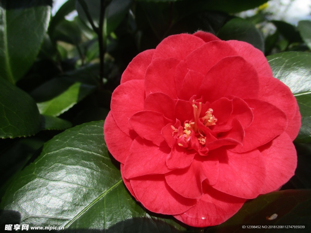 山茶花