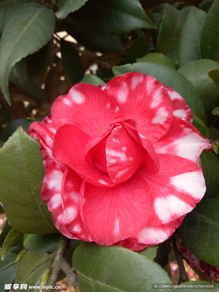 山茶花