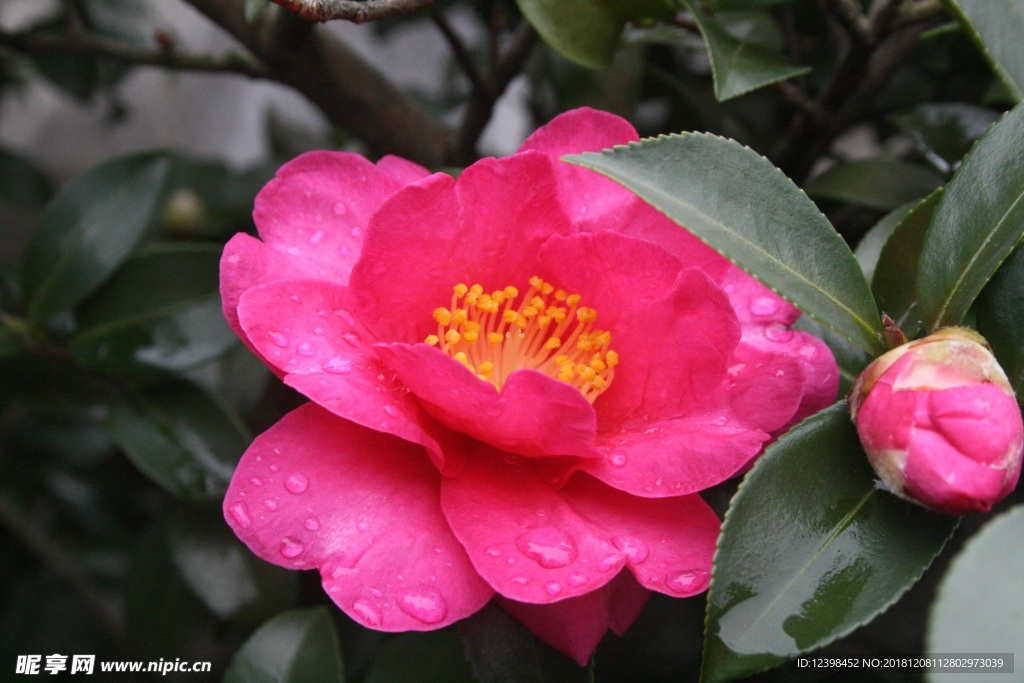 山茶花