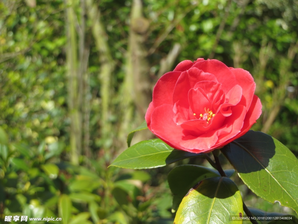 山茶花