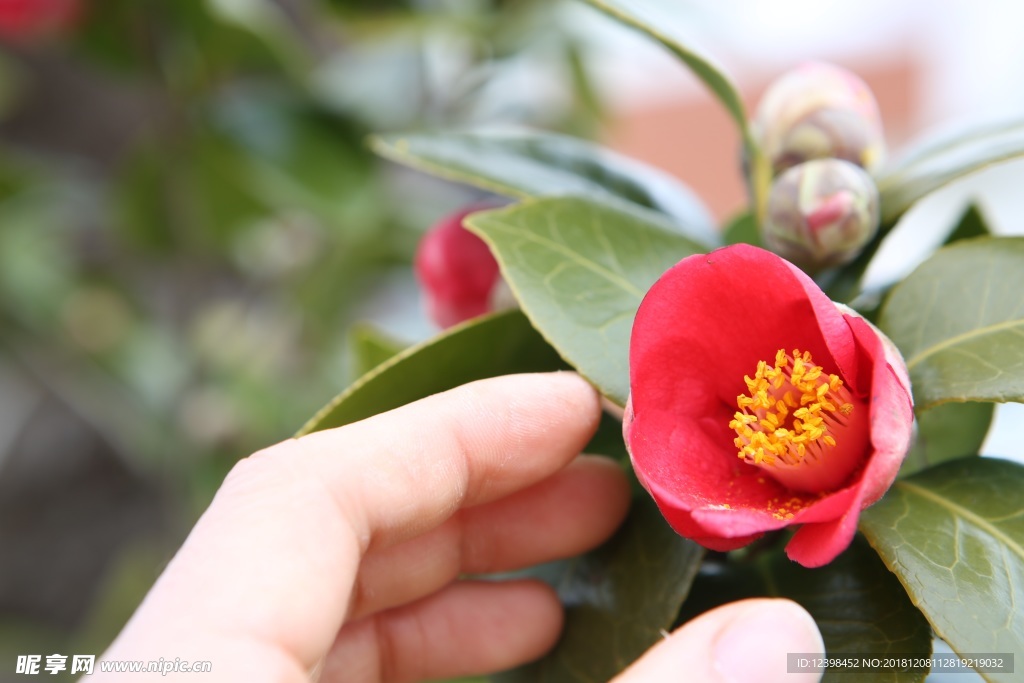 山茶花