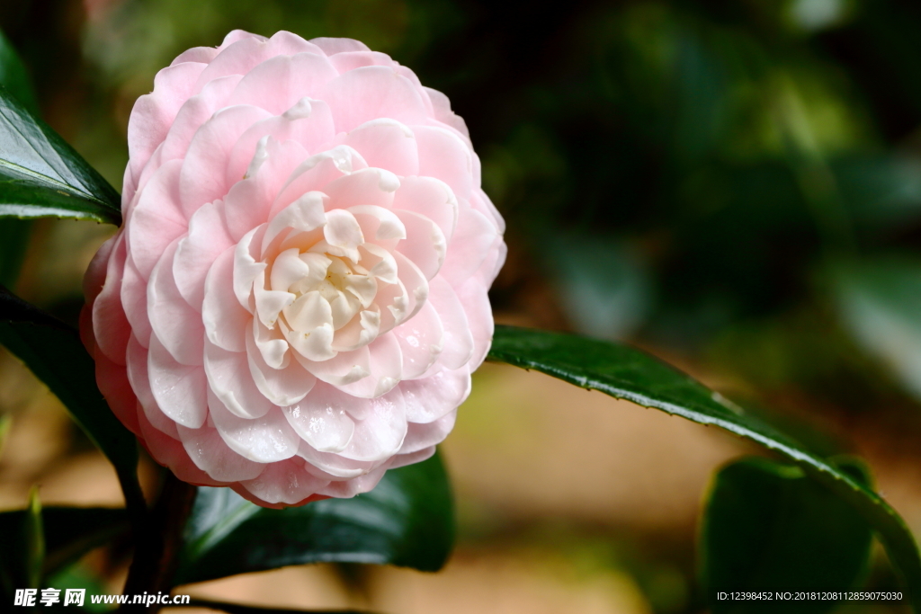 山茶花