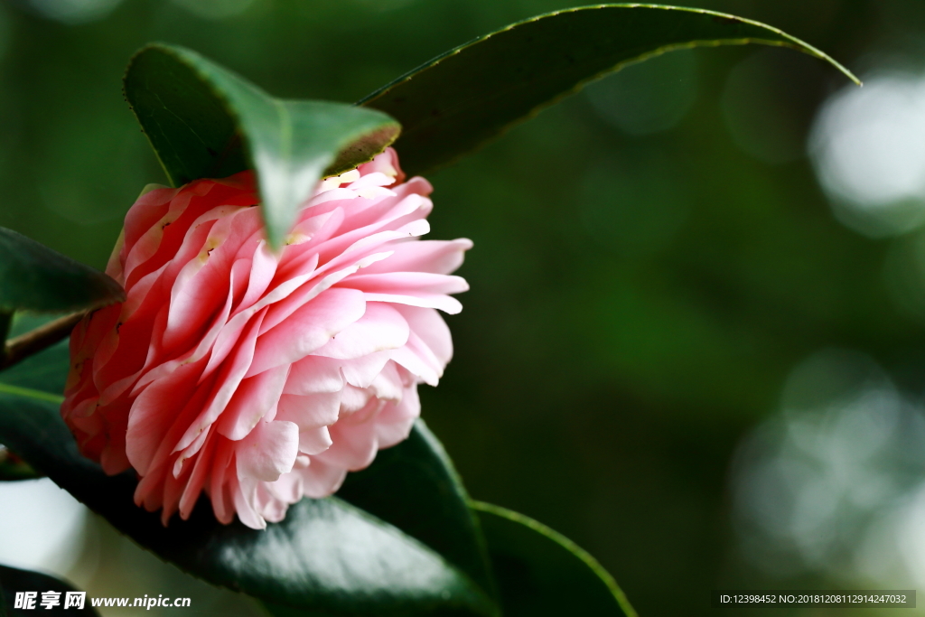 山茶花
