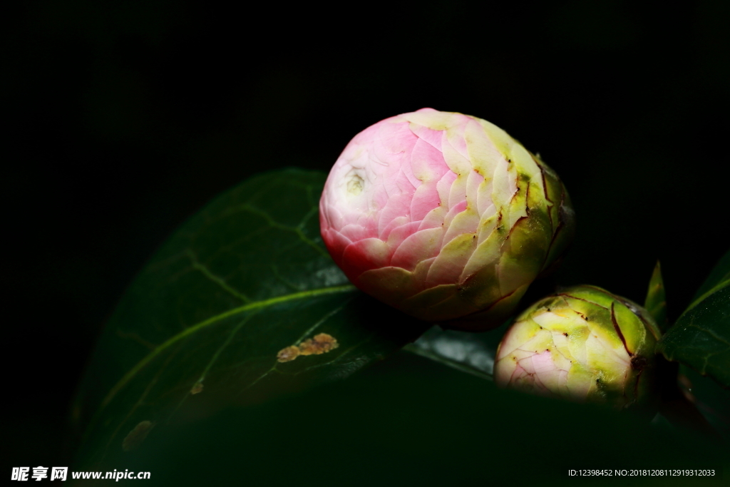 山茶花