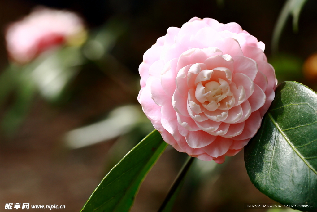 山茶花