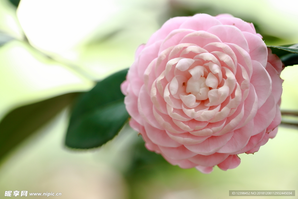 山茶花