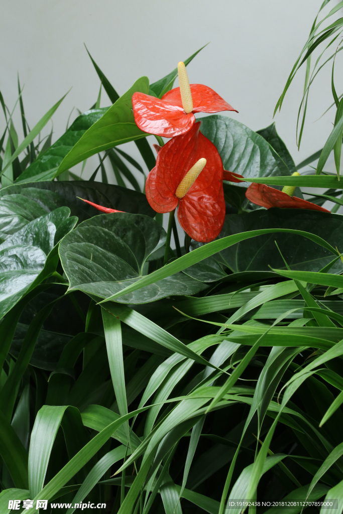 火鹤花