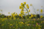 油菜花