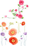 玫瑰花蜀葵花