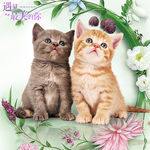 小猫咪