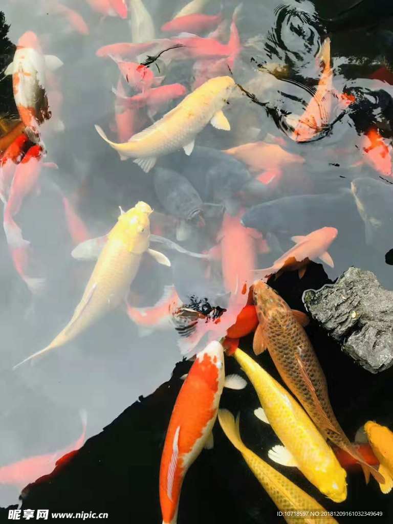 金鱼