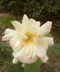 粉黄色月季花