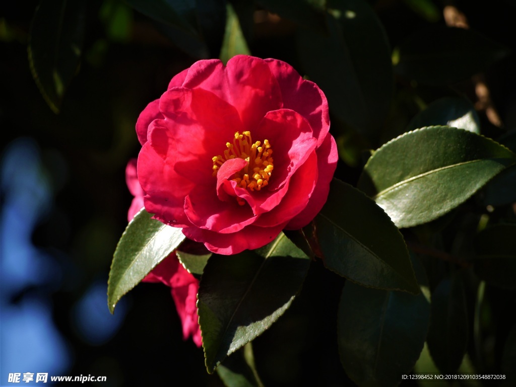 山茶花