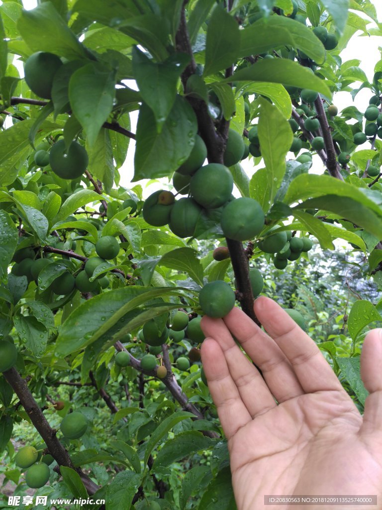 青杏
