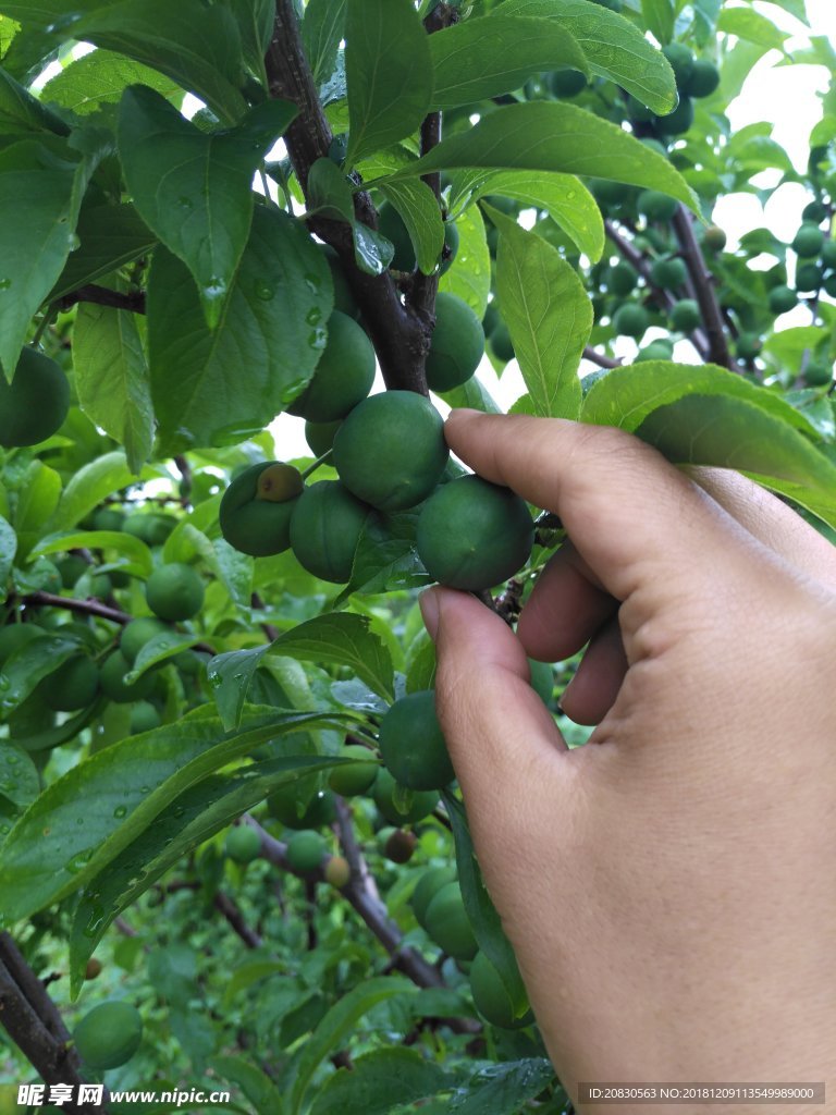 青杏