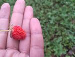 草莓