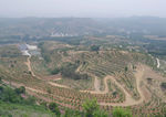 丘陵果园