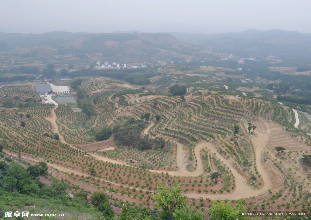 丘陵果园