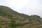 丘陵果园