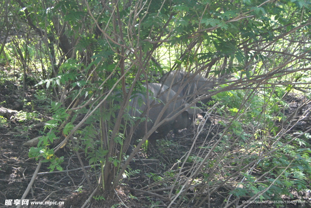 黑猪