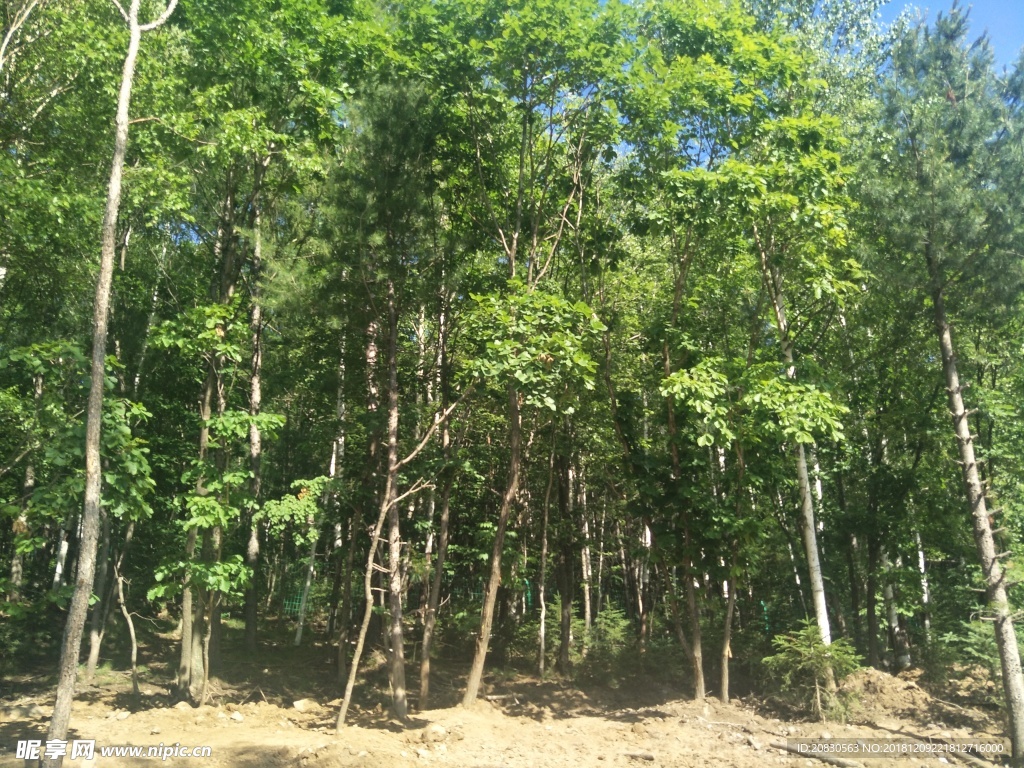 树林