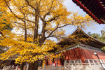 银杏树  帝王树