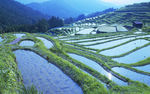 美丽的梯田风景图片