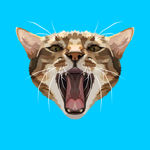 猫
