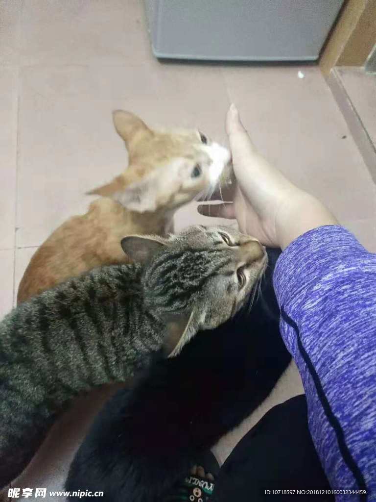 猫咪 猫狗