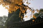 银杏