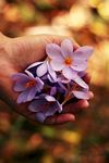 手握花