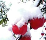 覆雪苹果