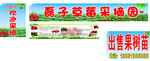 草莓采摘