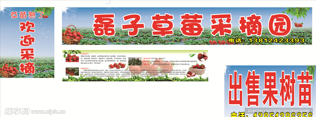 草莓采摘