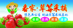 草莓采摘