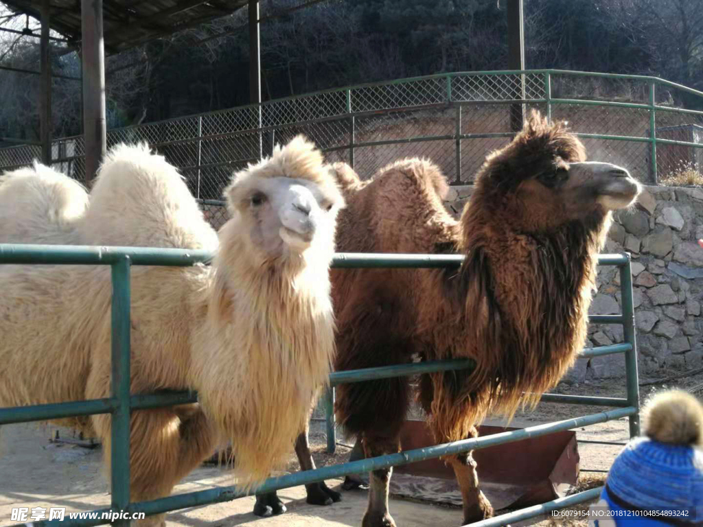 北京八达岭野生动物世界