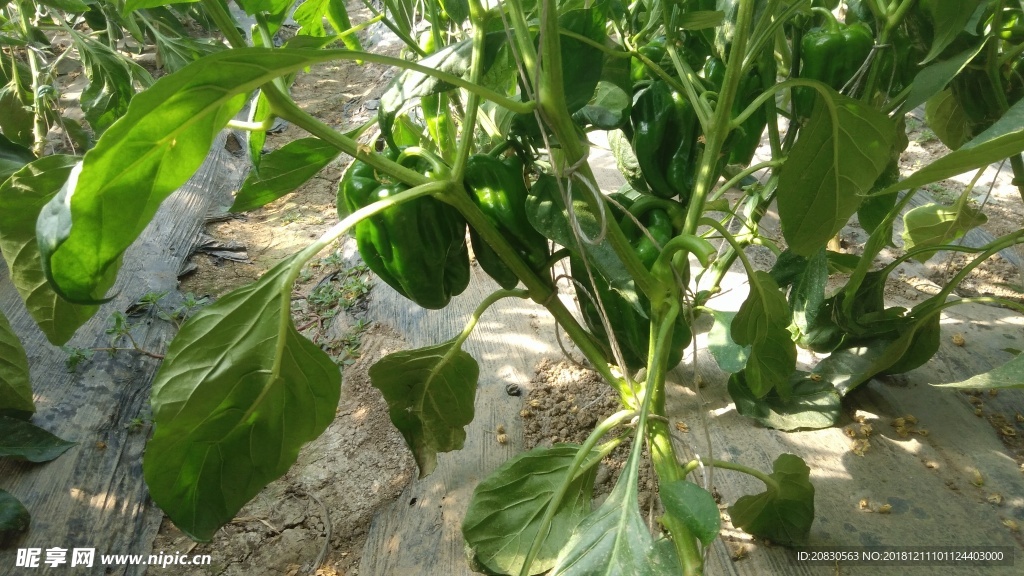 大辣椒