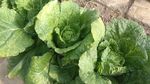 大白菜