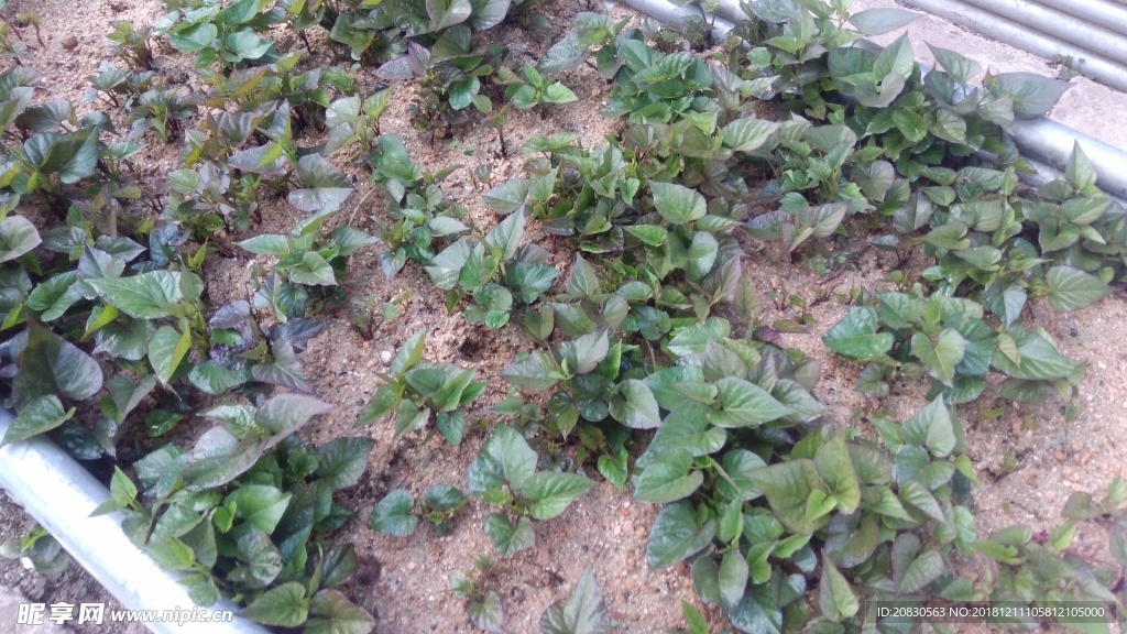 地瓜