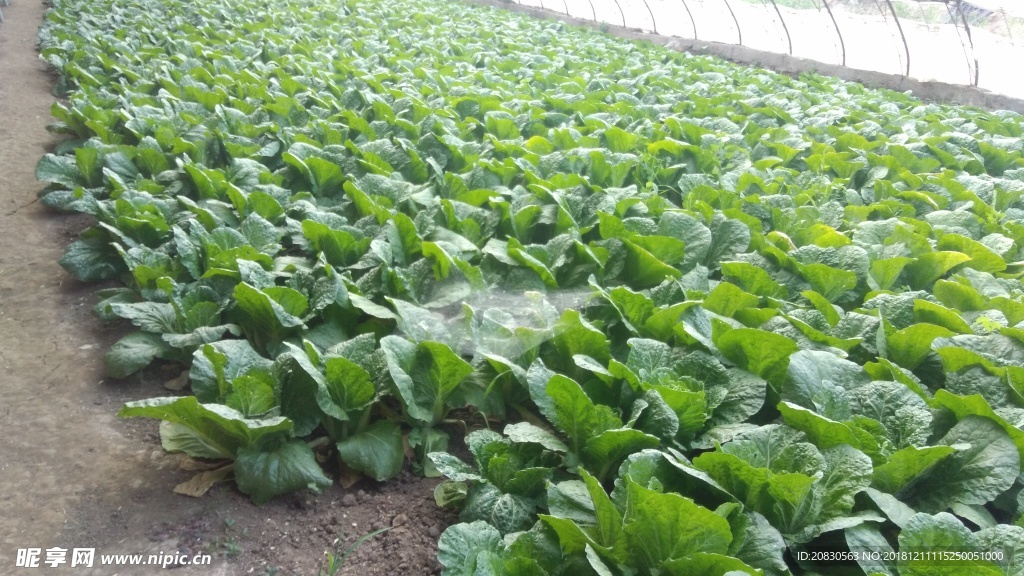 大叶白菜