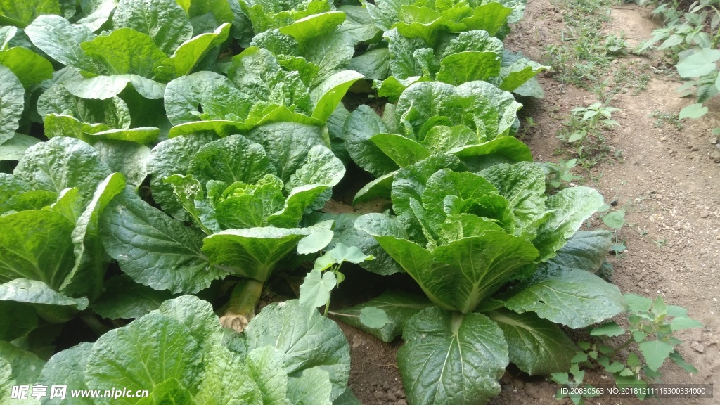 大叶白菜